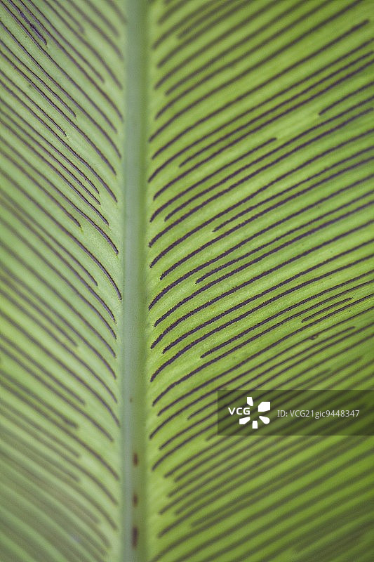 鸟巢蕨叶（特写）图片素材
