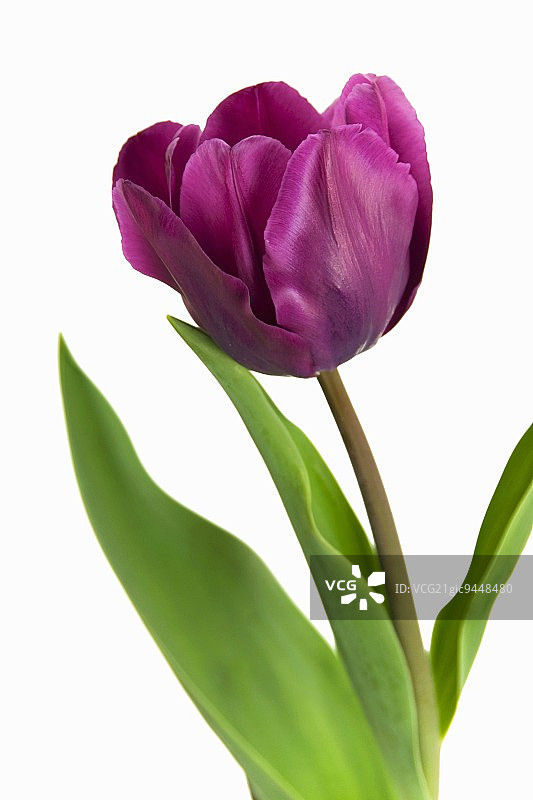 紫色雨郁金香图片素材