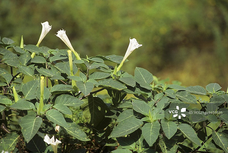 毛曼陀罗图片素材