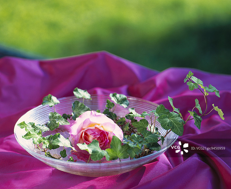 常春藤环绕的单支玫瑰图片素材