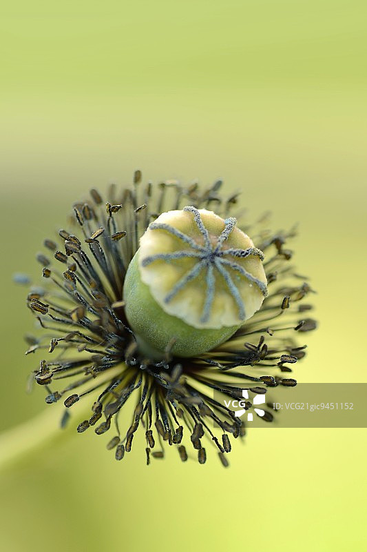 罂粟花头图片素材