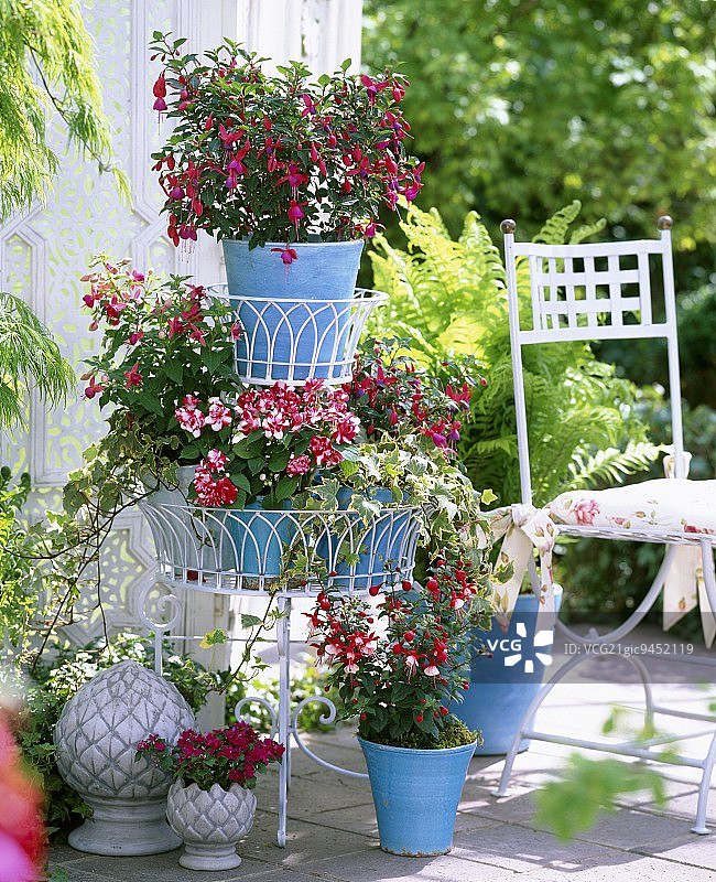 蓝色花盆中的倒挂金钟、凤仙花和非洲凤仙花，金属架子和松果装饰图片素材