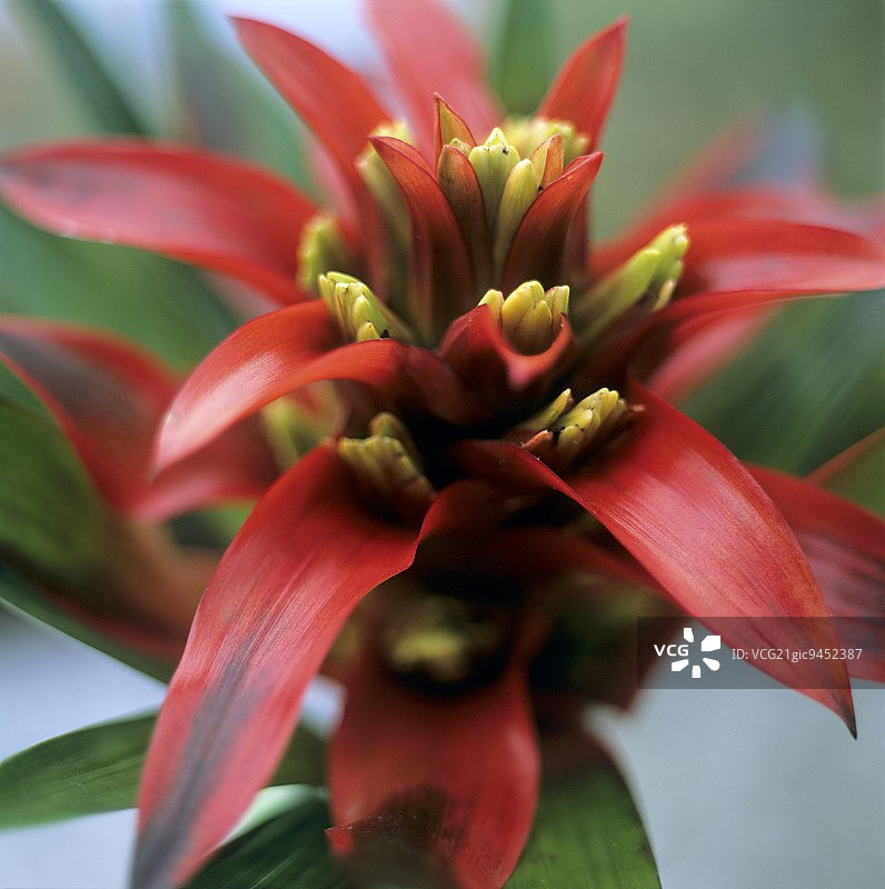 擎天凤梨“大奖赛”品种图片素材