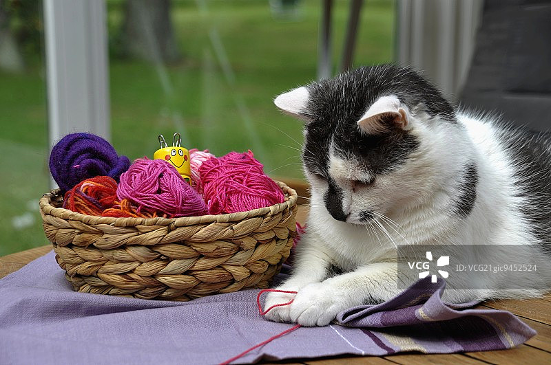 在篮子旁玩毛线的猫图片素材