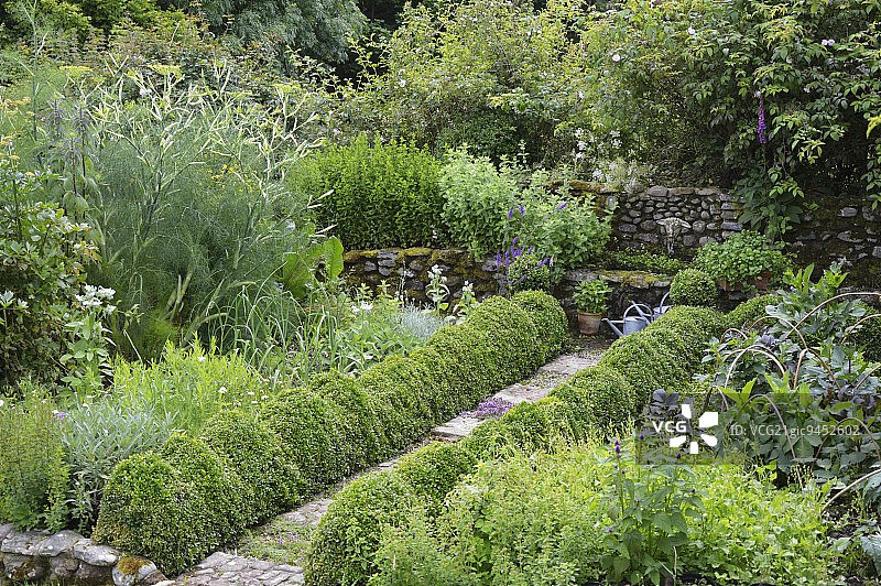 花园小径：黄杨树绿篱通往石制喷泉图片素材