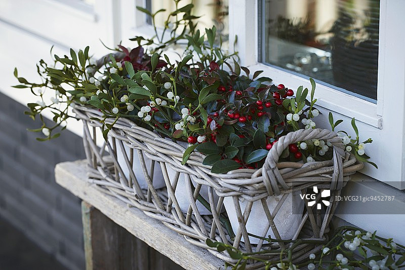 带有槲寄生、月桂树和高山冬青的柳条圣诞节橱窗图片素材