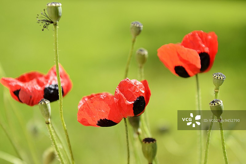 罂粟花图片素材