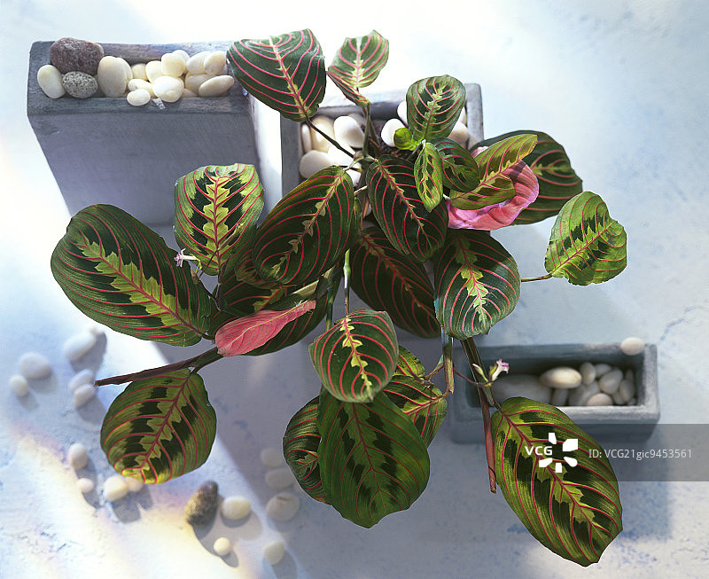 从上方拍摄的具有醒目叶子图案的竹芋图片素材