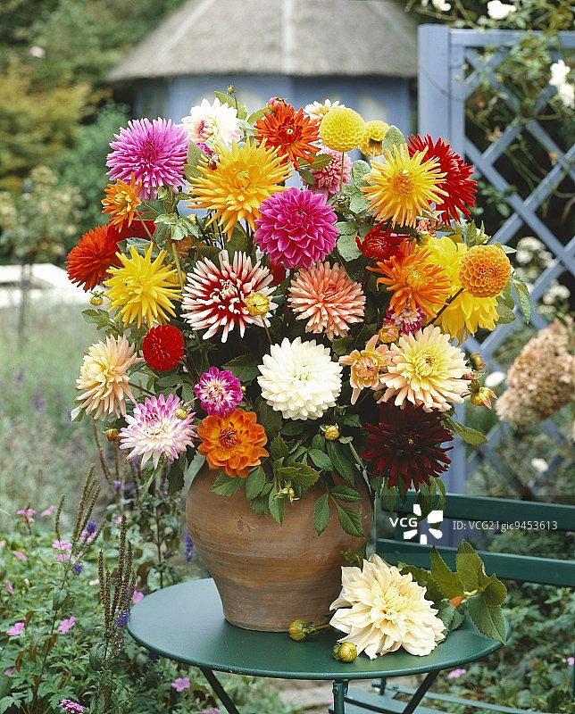 赤陶花瓶中盛开的大丽花图片素材