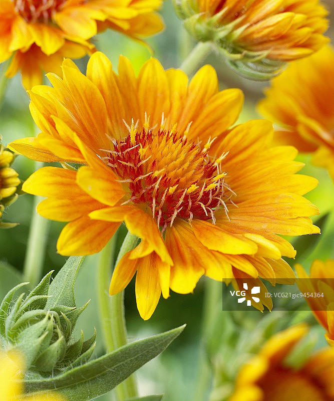 天人菊特写图片素材