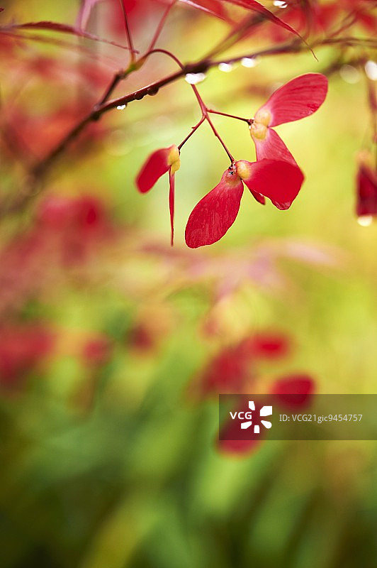 日本枫树图片素材