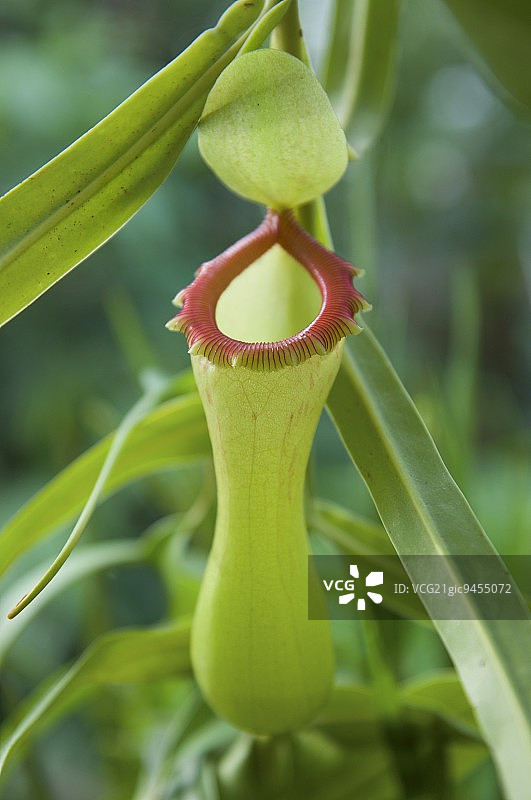 食肉植物特写图片素材