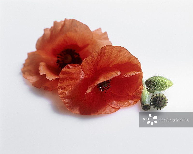 玉米罂粟花图片素材