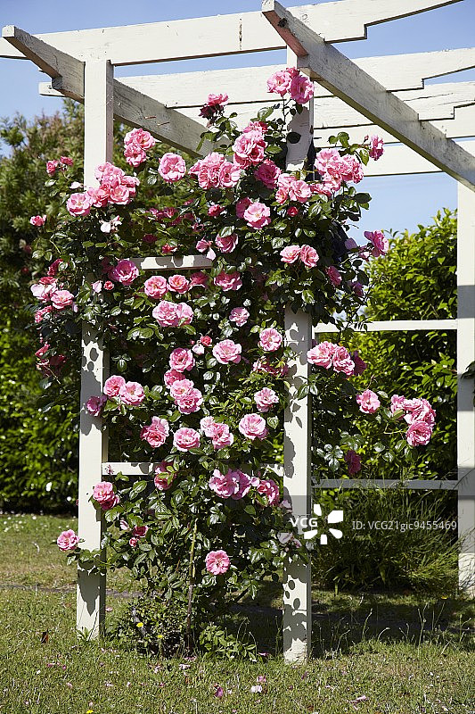 木制棚架上开花的攀缘玫瑰图片素材