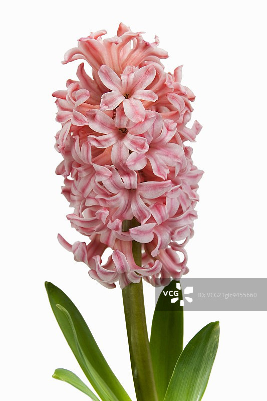 安娜玛丽风信子图片素材