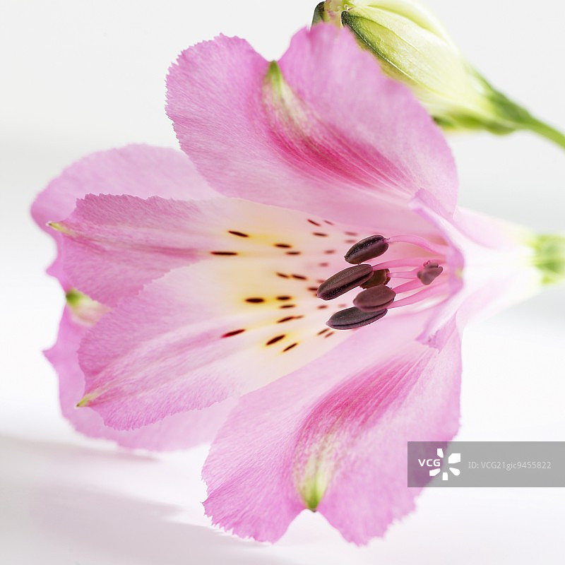 六出花图片素材