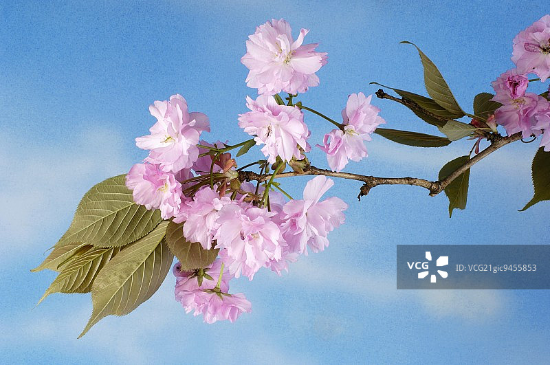 日本樱花枝条图片素材