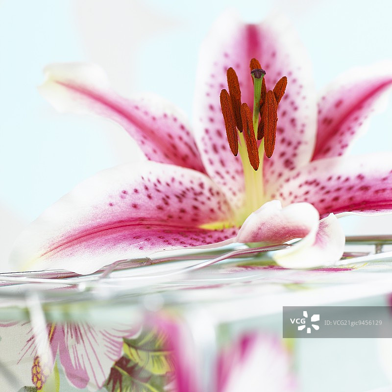 一朵斑点百合（Lilium Mero Star）图片素材