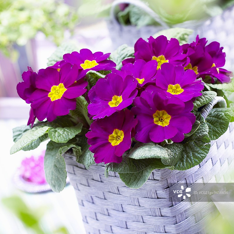 篮子里的报春花图片素材