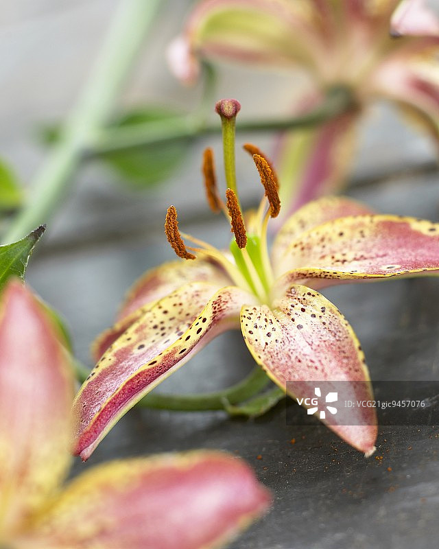 百合花（Slade Select）图片素材