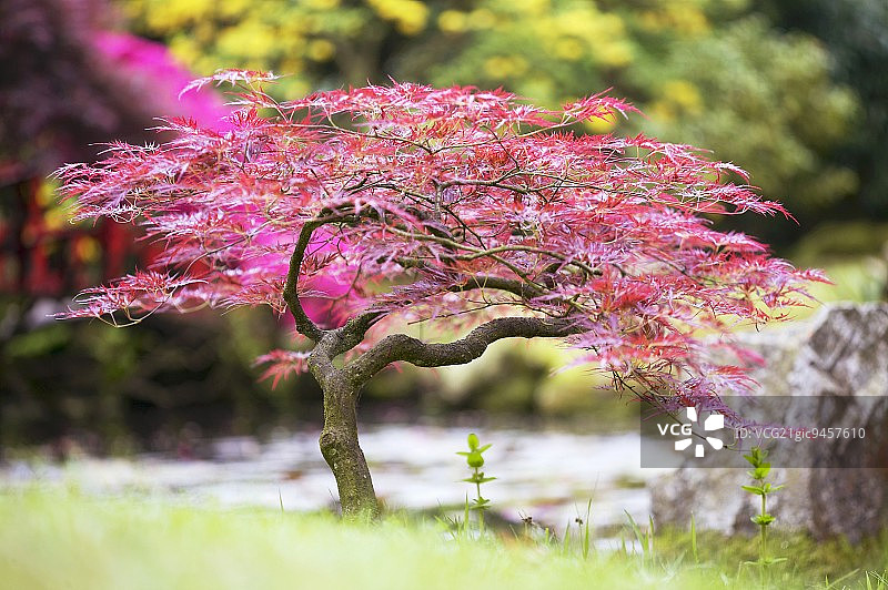 日本花园中的日本枫树（Acer dissectum Nigrum）图片素材