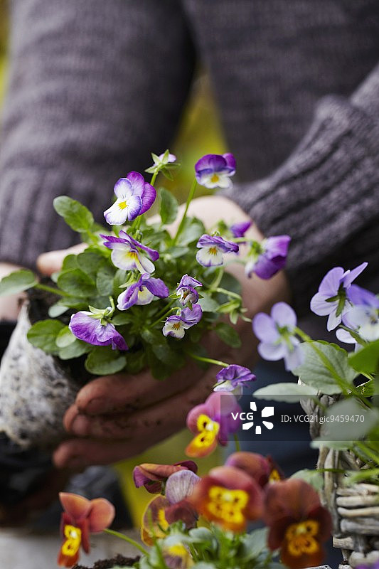在篮子里种植紫罗兰，用于秋季展示图片素材