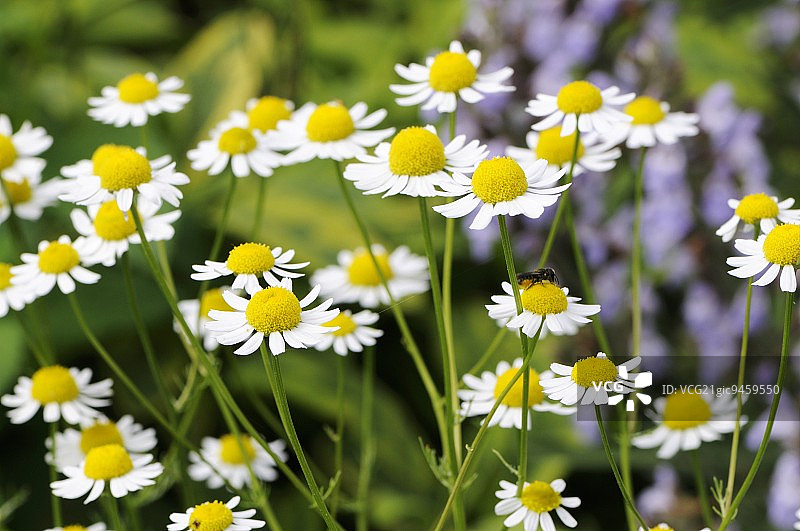 露天下的洋甘菊和鼠尾草图片素材