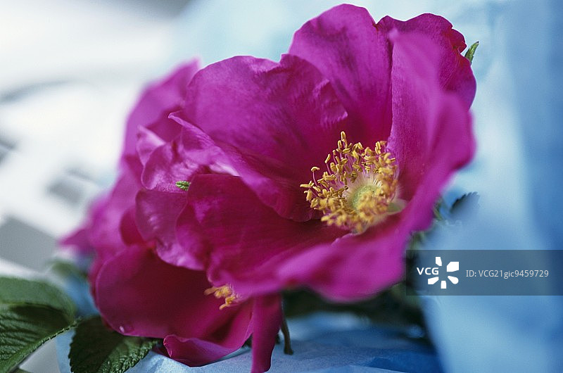 蔷薇物种图片素材