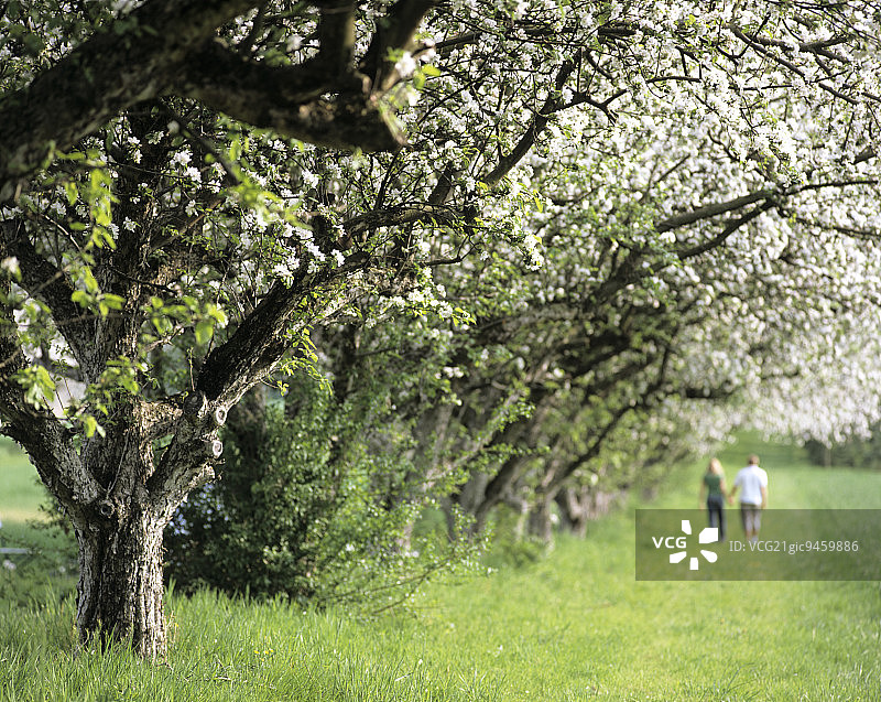 在开花的苹果树下散步图片素材