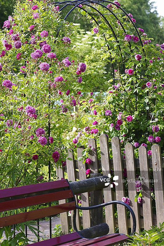 带攀缘玫瑰拱门、木栅栏和长椅的农家花园图片素材