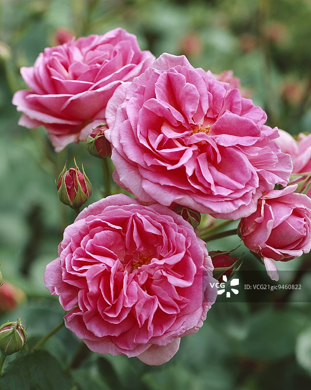 杰基尔夫人玫瑰图片素材