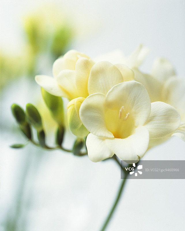 白色小苍兰花（特写）图片素材