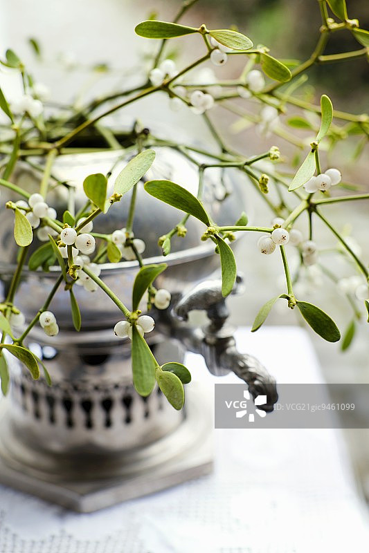 旧茶炊里的槲寄生小枝图片素材