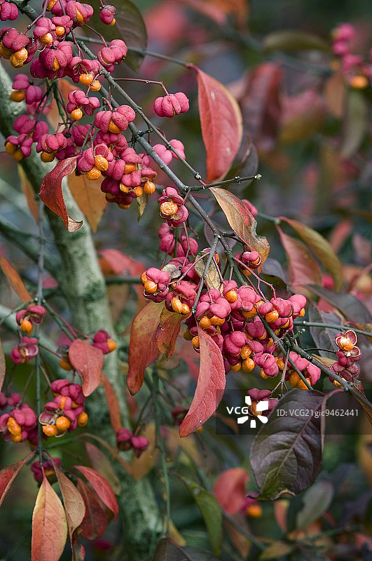 卫矛树的果实图片素材