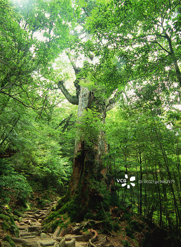 日本鹿儿岛县屋久岛白谷云水峡图片素材