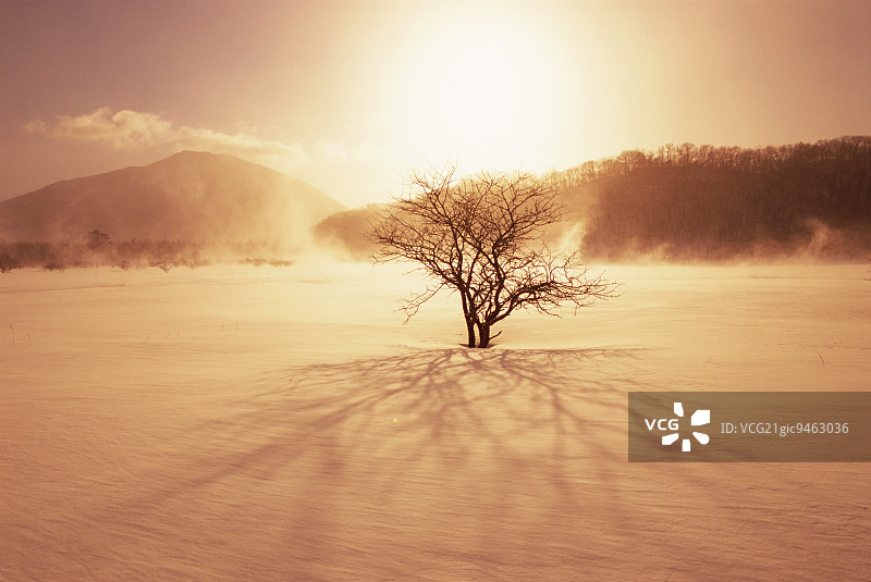 日本栃木县小田代原图片素材
