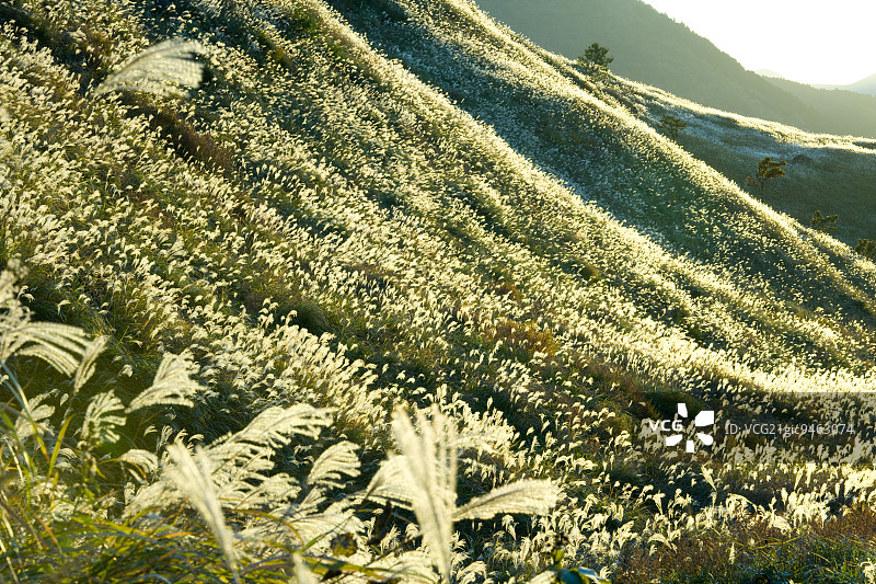 日本大分县由布市的蒲苇图片素材