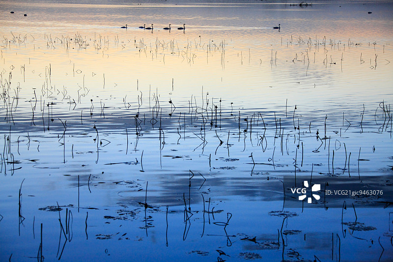 宫城县伊豆沼图片素材