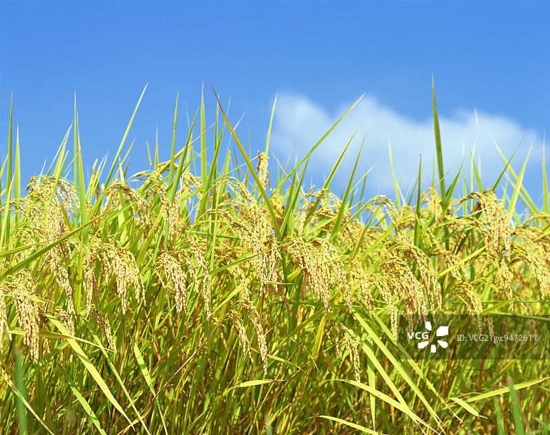 日本长野县饭山市稻田作物图片素材
