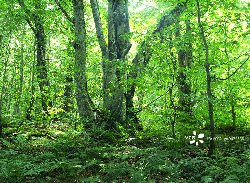 日本秋田县白神山地图片素材