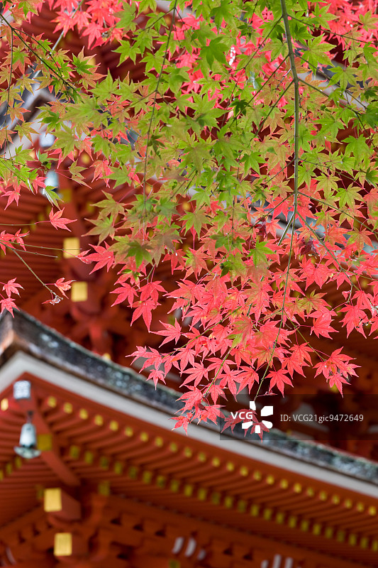 日本奈良县长谷寺图片素材