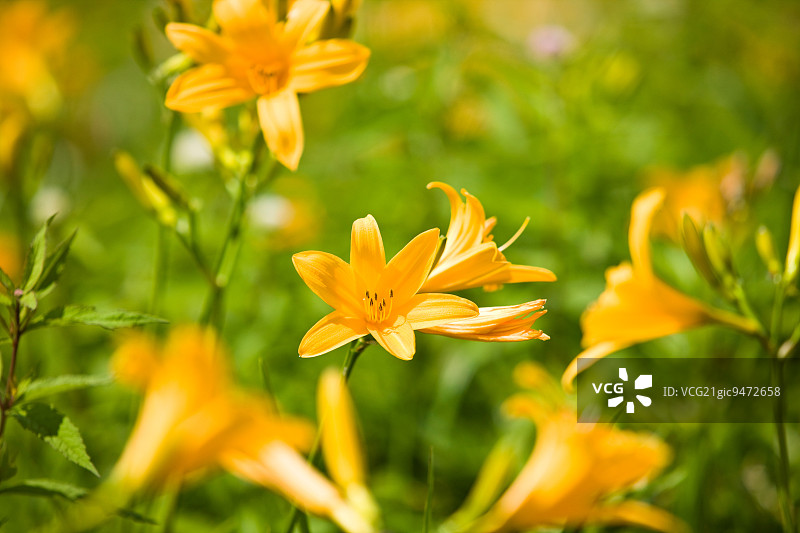 日本长野县雾峰高地图片素材