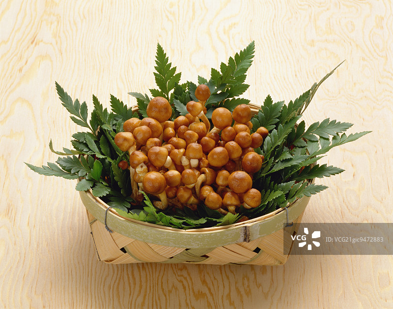 滑子菇图片素材