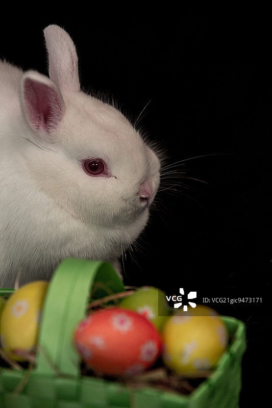 黑色背景上的复活节兔子与绿色彩蛋篮子图片素材