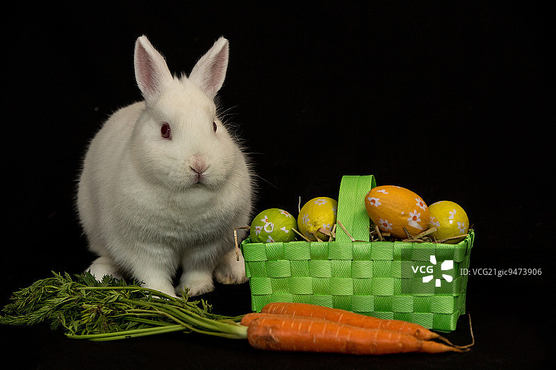 黑色背景上的复活节兔子与绿色篮子里的彩蛋和胡萝卜图片素材