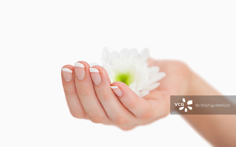 法式美甲手在白色背景上拿着鲜花特写图片素材