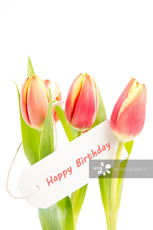 白色背景上的三朵郁金香和生日贺卡图片素材