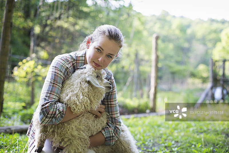 青少年跪着，双臂搂着一只卷毛安哥拉山羊图片素材