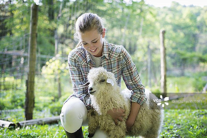 青少年跪着，双臂搂着一只卷毛安哥拉山羊图片素材