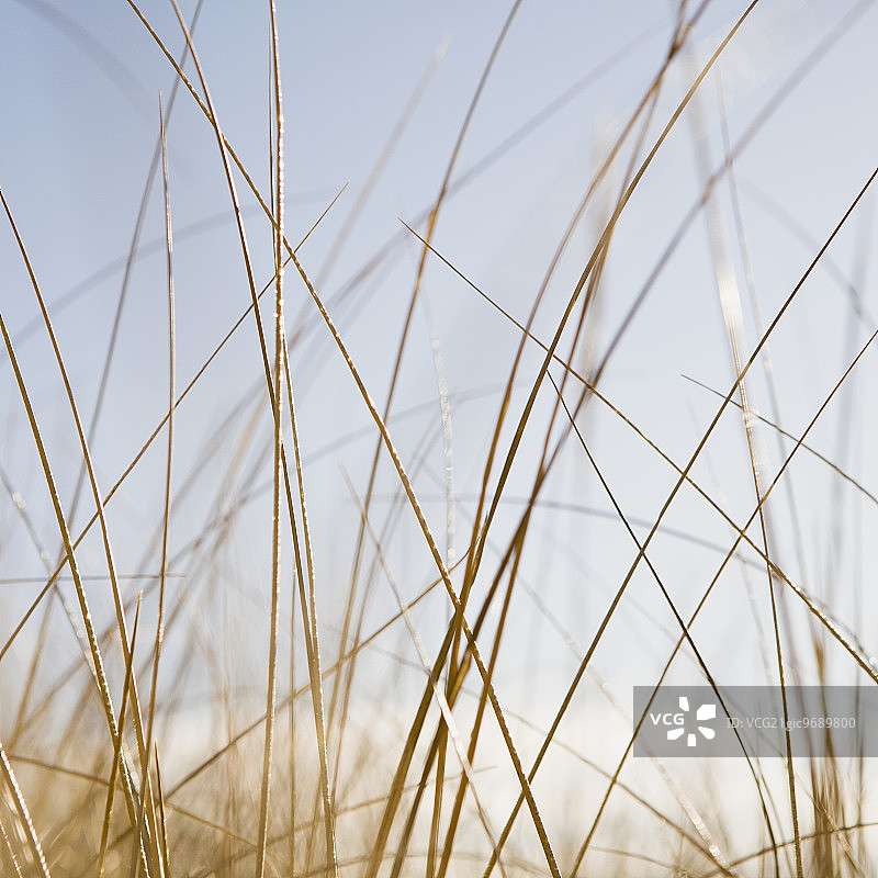 华盛顿州长滩半岛上的海草图片素材
